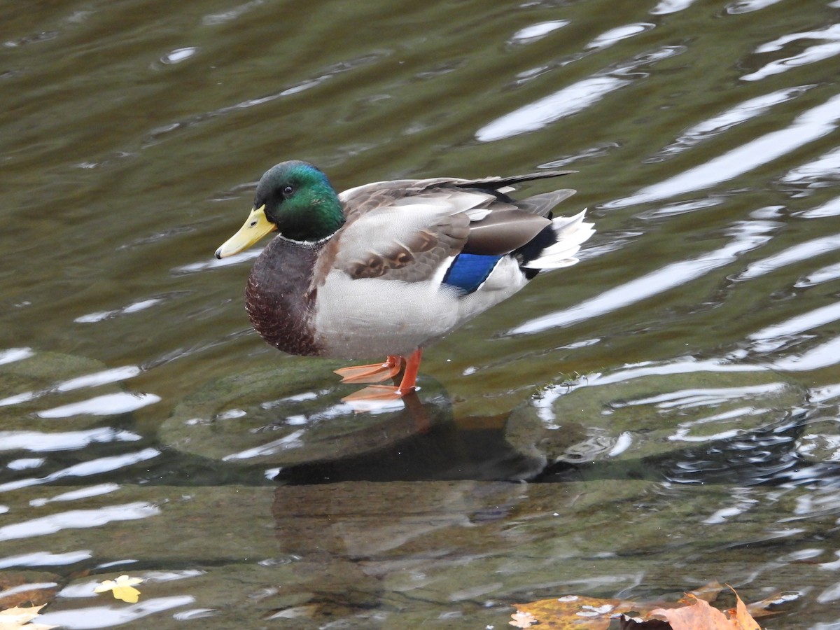 Зэрлэг нугас - ML646191330