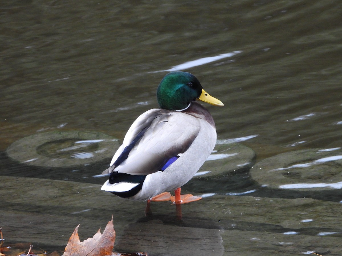 Зэрлэг нугас - ML646191331