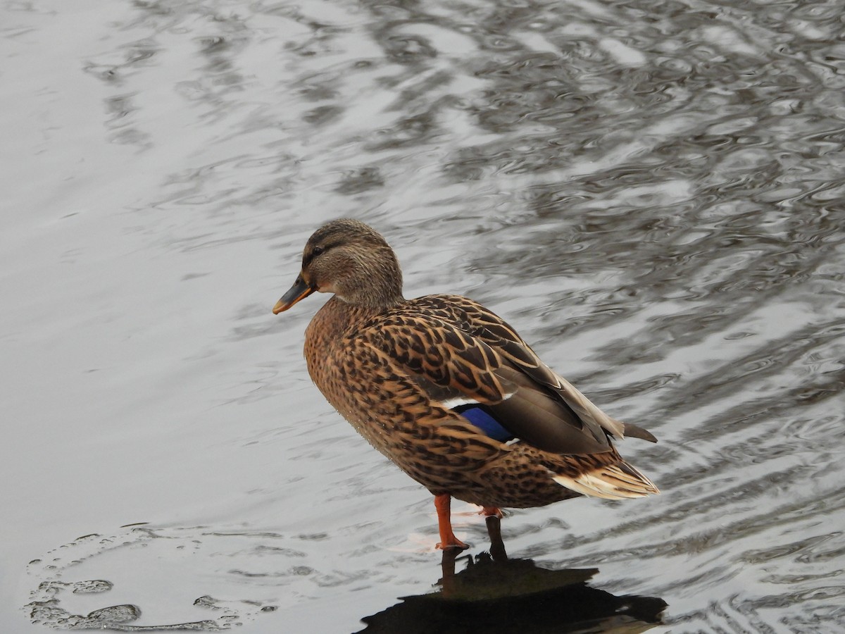 Зэрлэг нугас - ML646191332