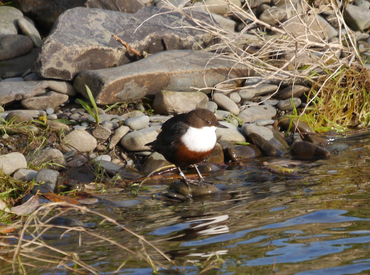 White-throated Dipper - ML646191333