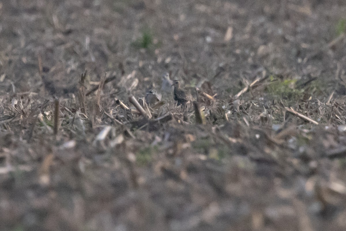 European Golden-Plover - ML646191337