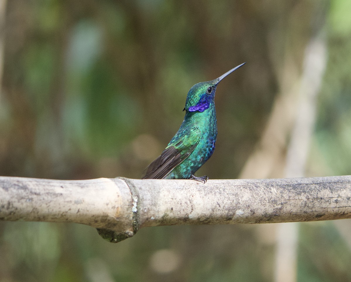 Colibrí Rutilante - ML646191338