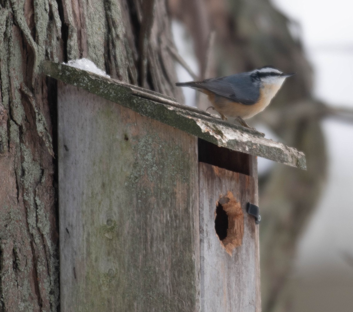 Red-breasted Nuthatch - ML646191340
