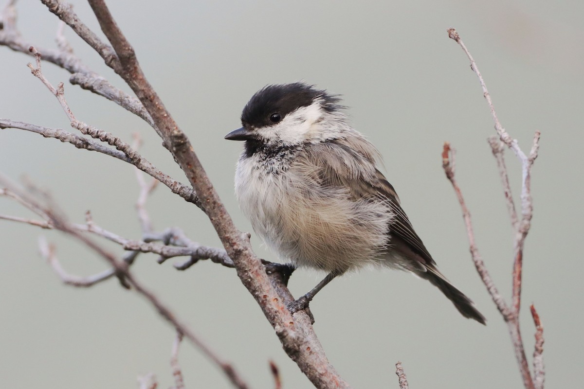 Mésange boréale - ML646191343
