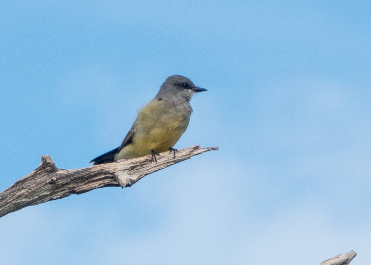 Cassin's Kingbird - ML646191346