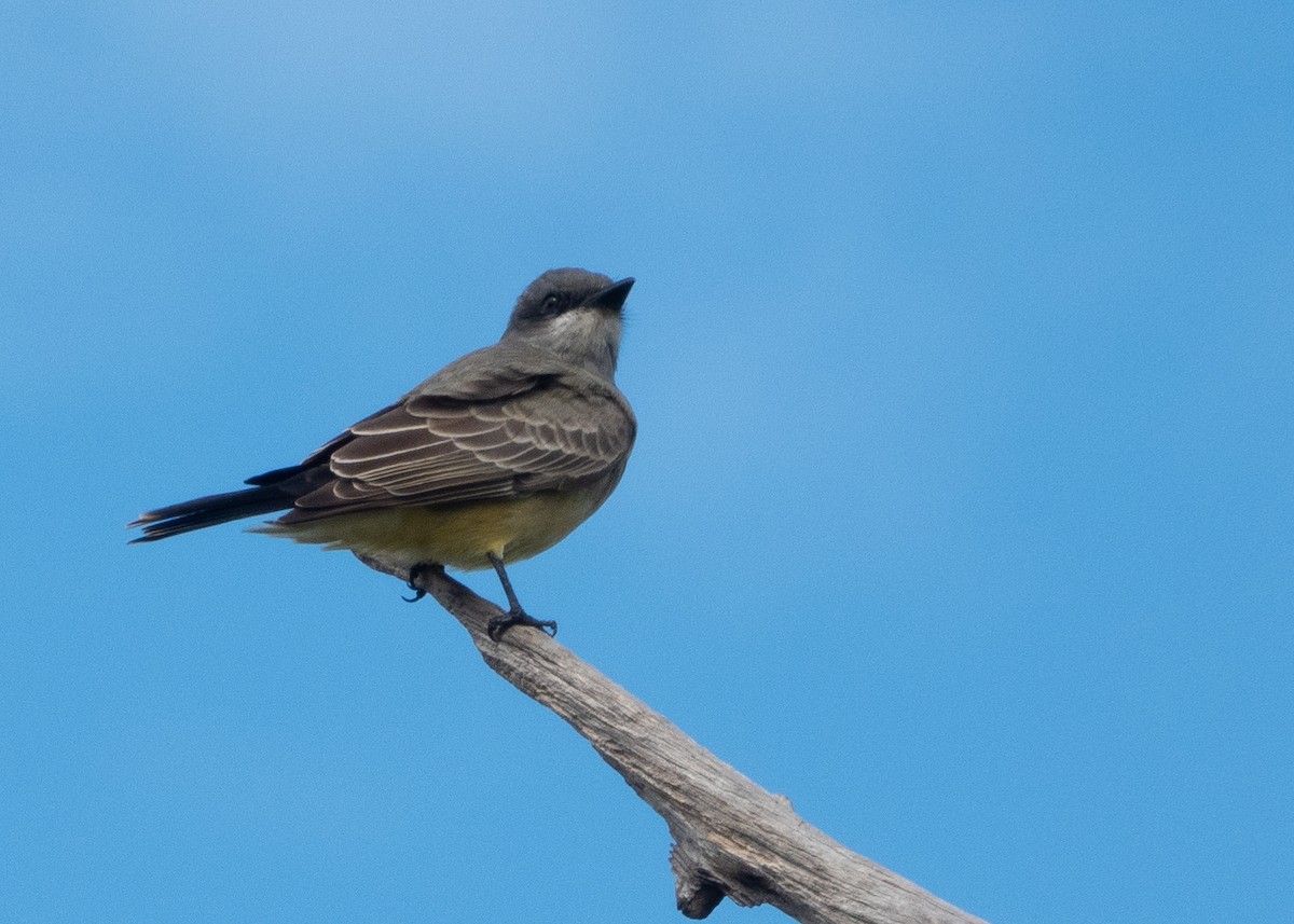 Cassin's Kingbird - ML646191347