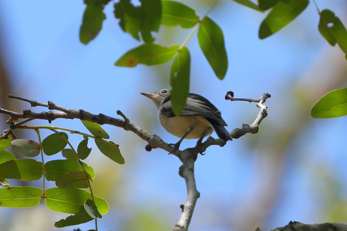 Yellow-bellied Hyliota - ML646191352