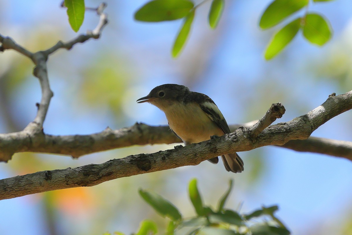 Yellow-bellied Hyliota - ML646191357