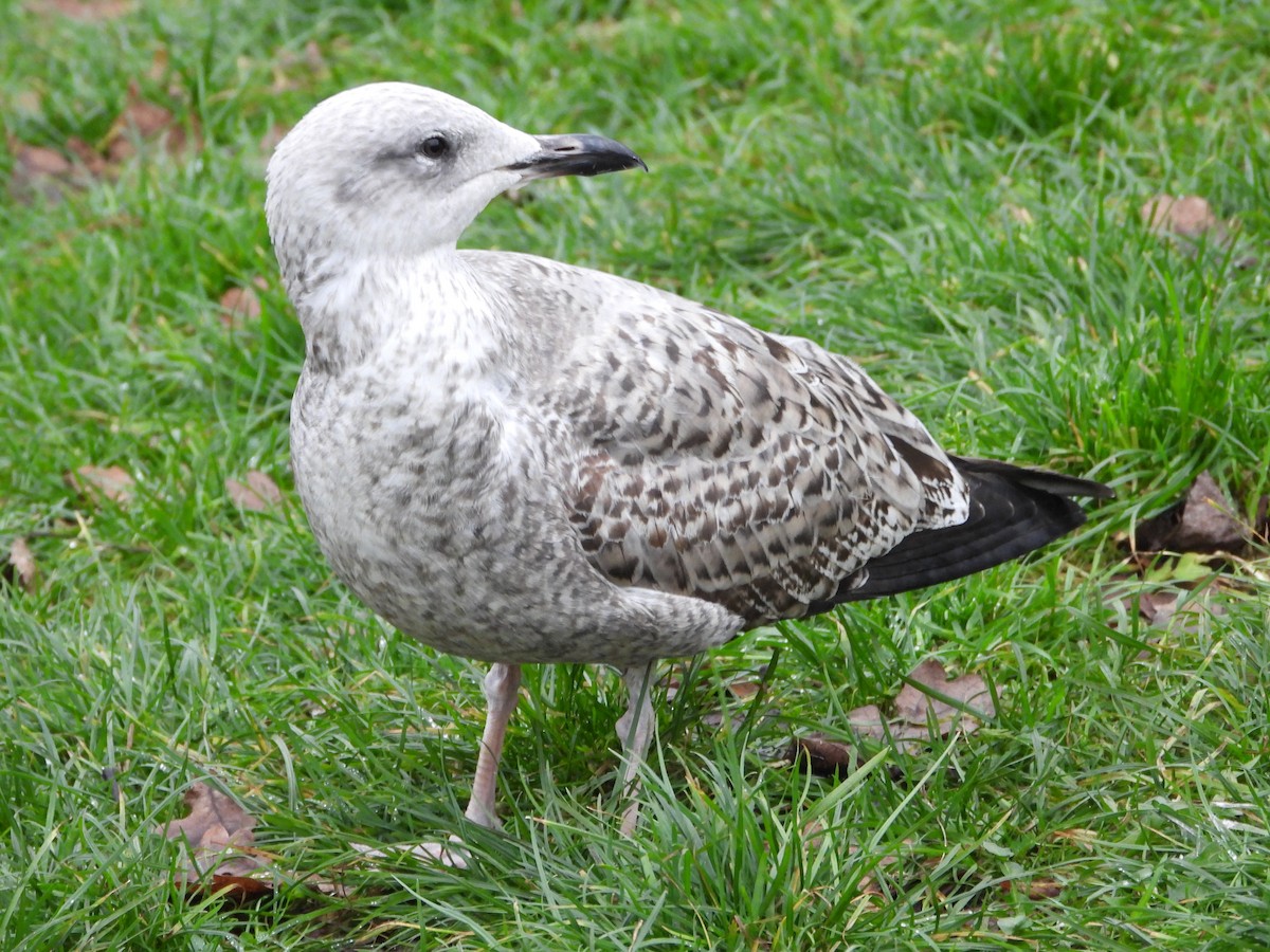 Мөнгөлөг цахлай - ML646191368