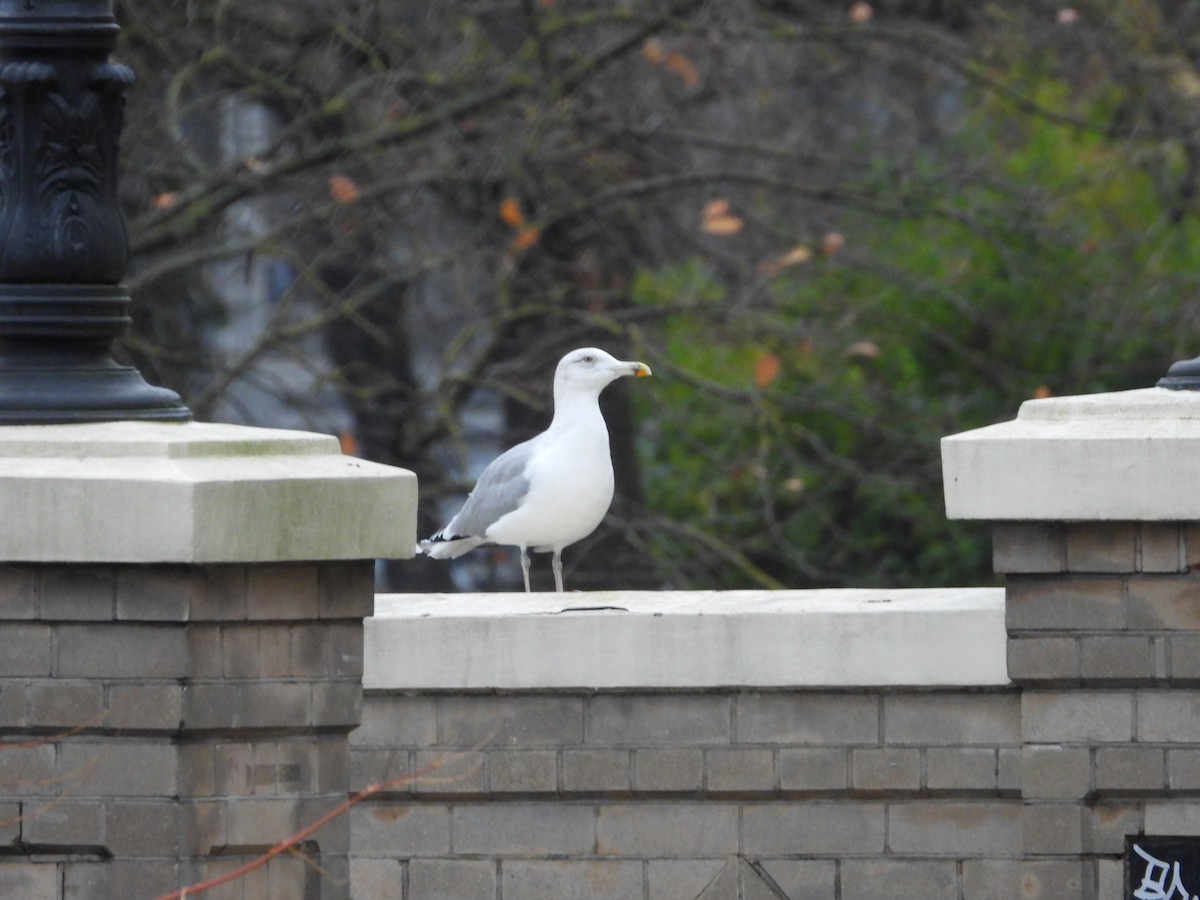 Мөнгөлөг цахлай - ML646191369