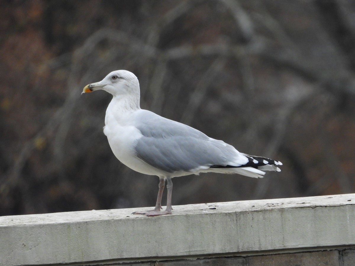 Мөнгөлөг цахлай - ML646191370