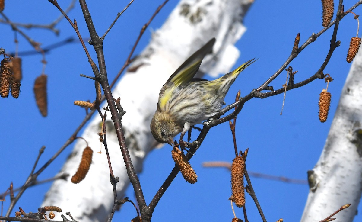 Pine Siskin - ML646191374