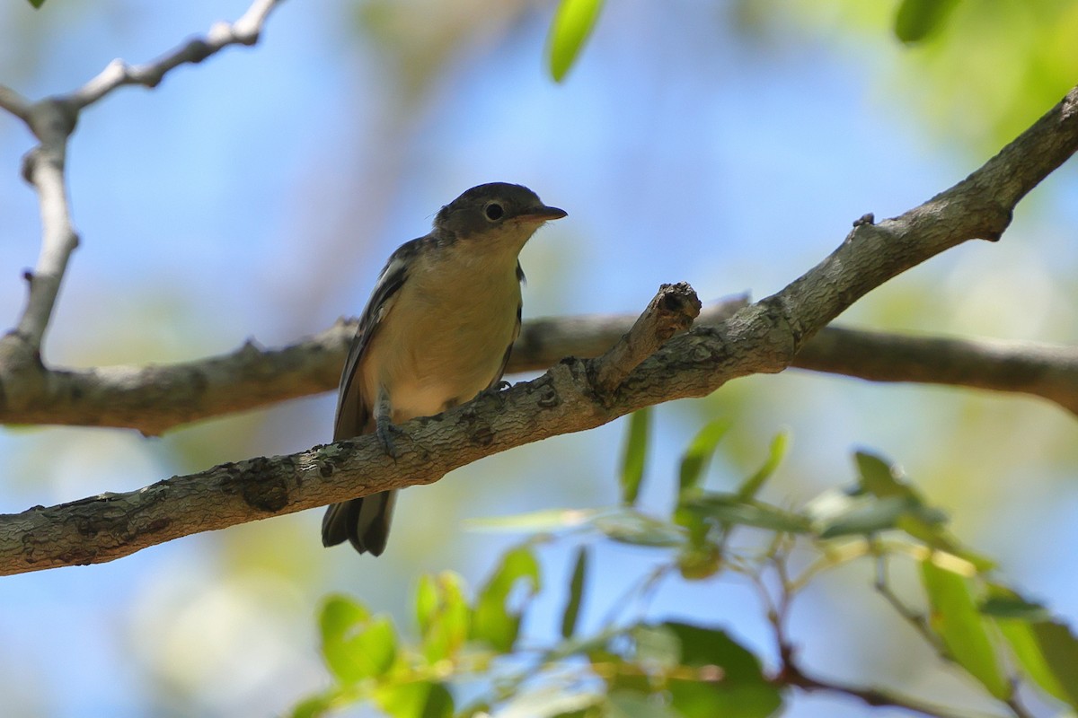 Yellow-bellied Hyliota - ML646191376