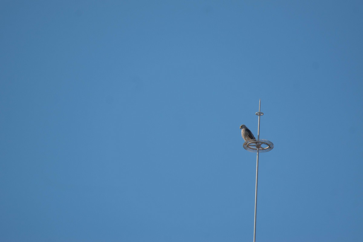 káně krahujová - ML646191378