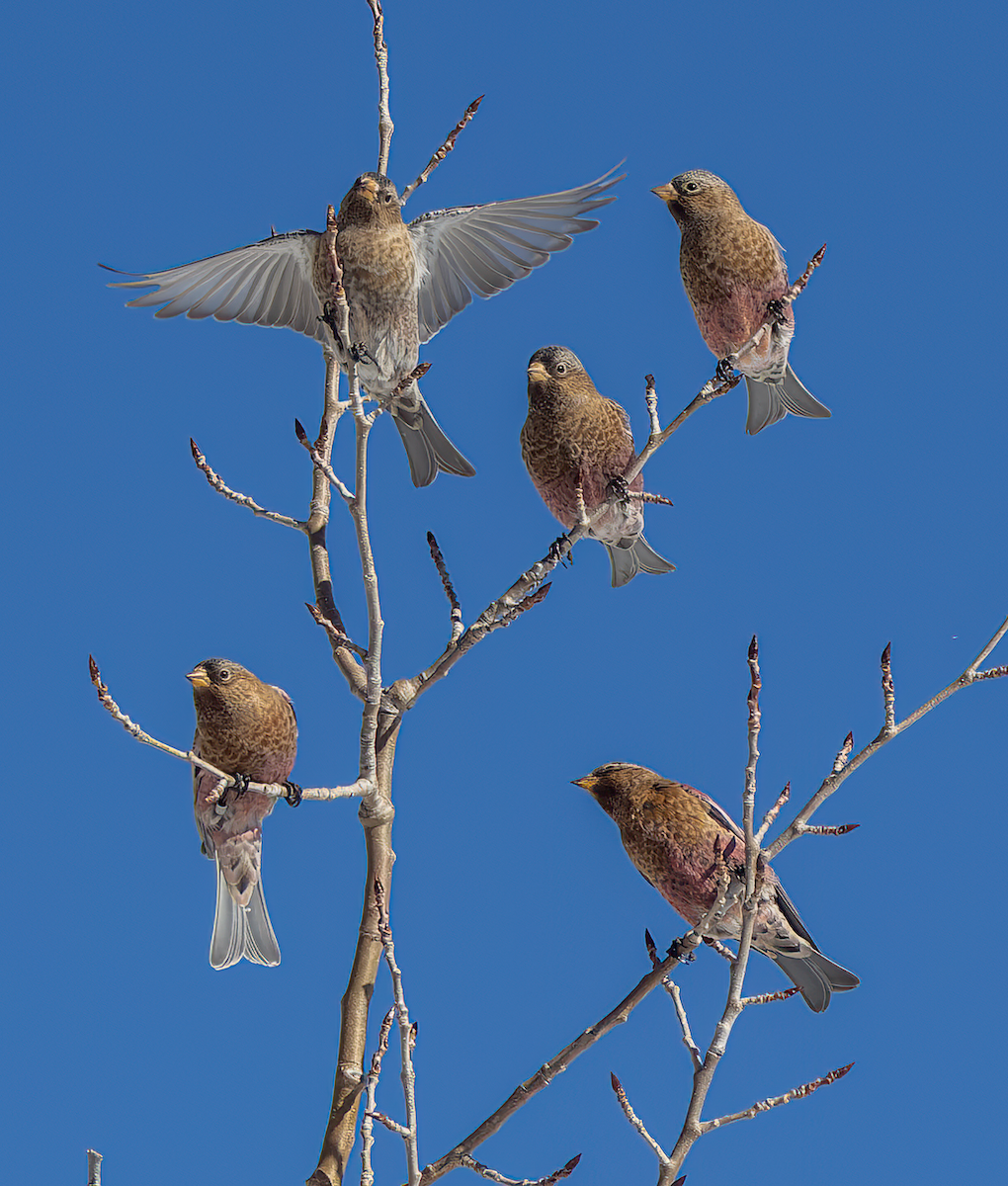 Brown-capped Rosy-Finch - ML646191384