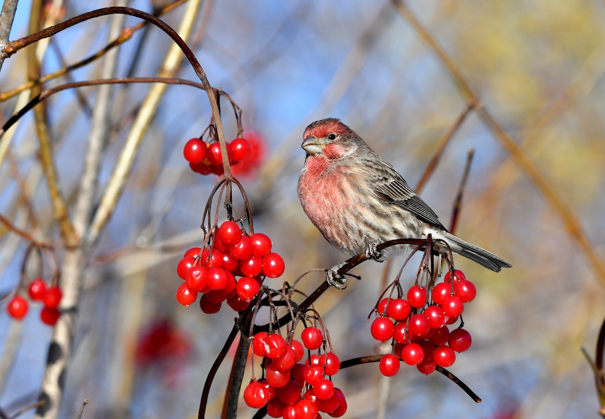 House Finch - ML646191388