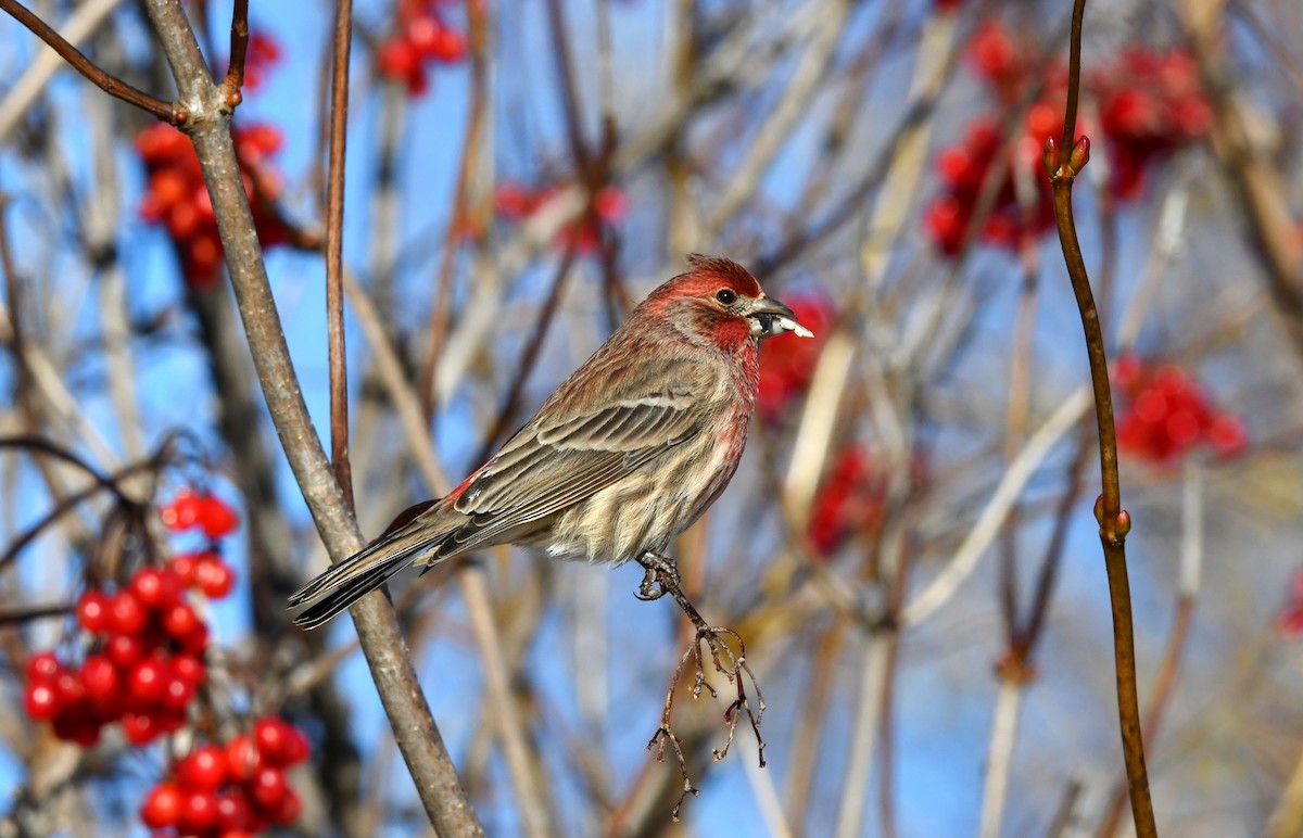 House Finch - ML646191404