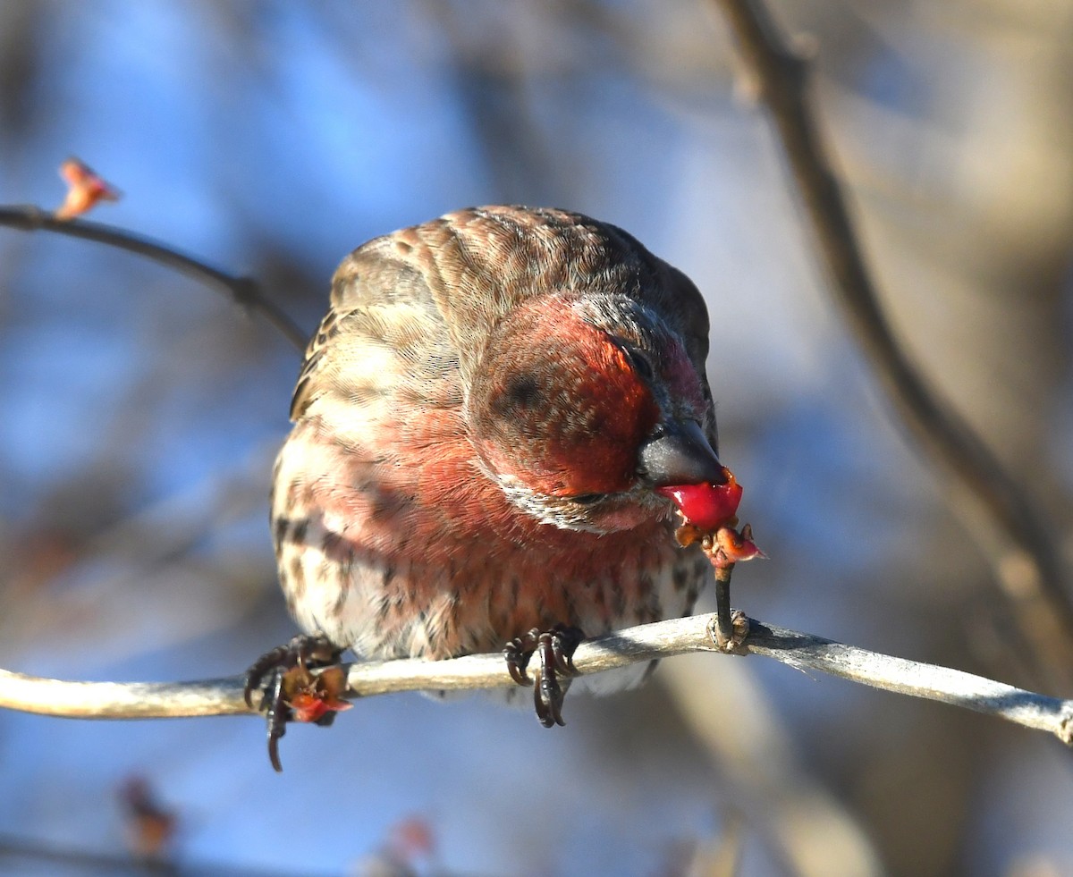 House Finch - ML646191416