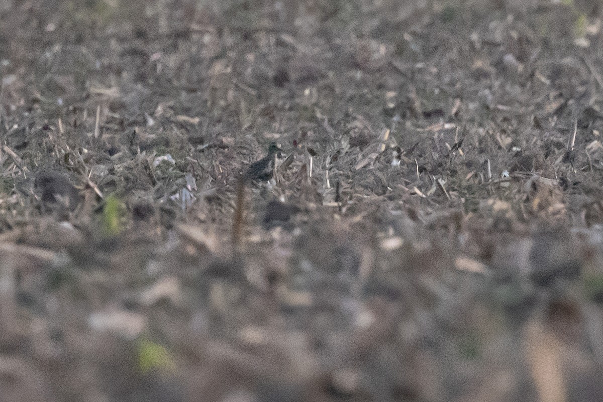 European Golden-Plover - ML646191417