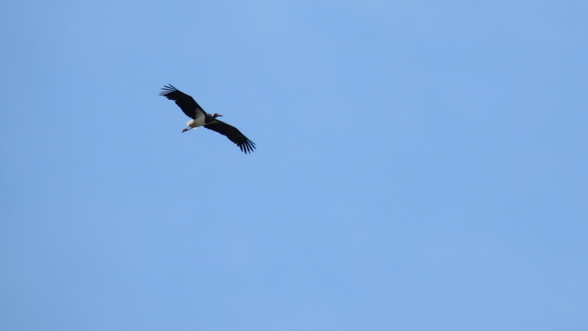 Black Stork - ML646191420