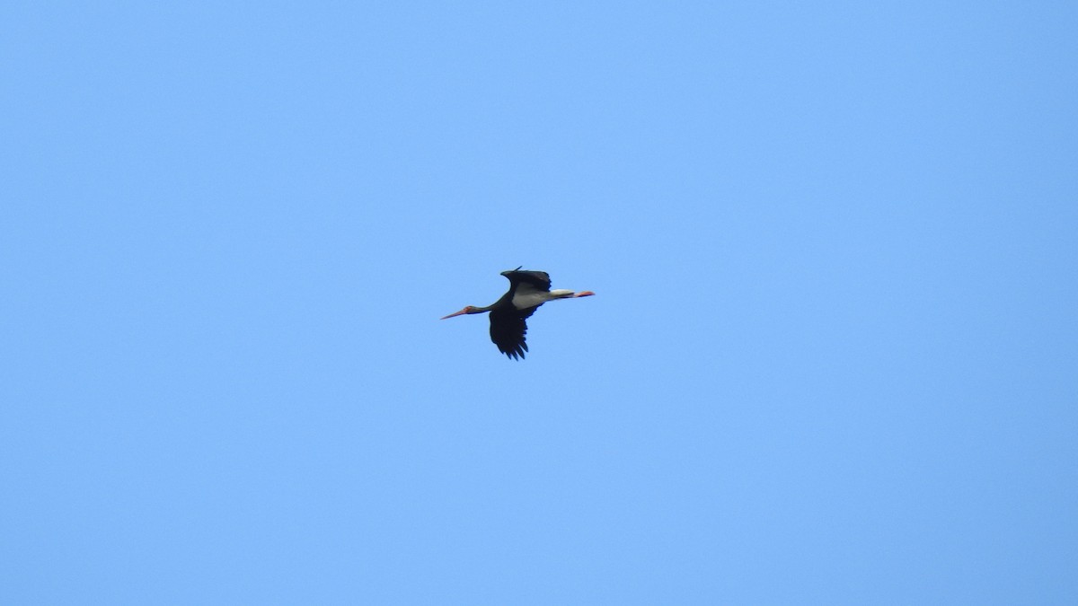 Black Stork - ML646191421