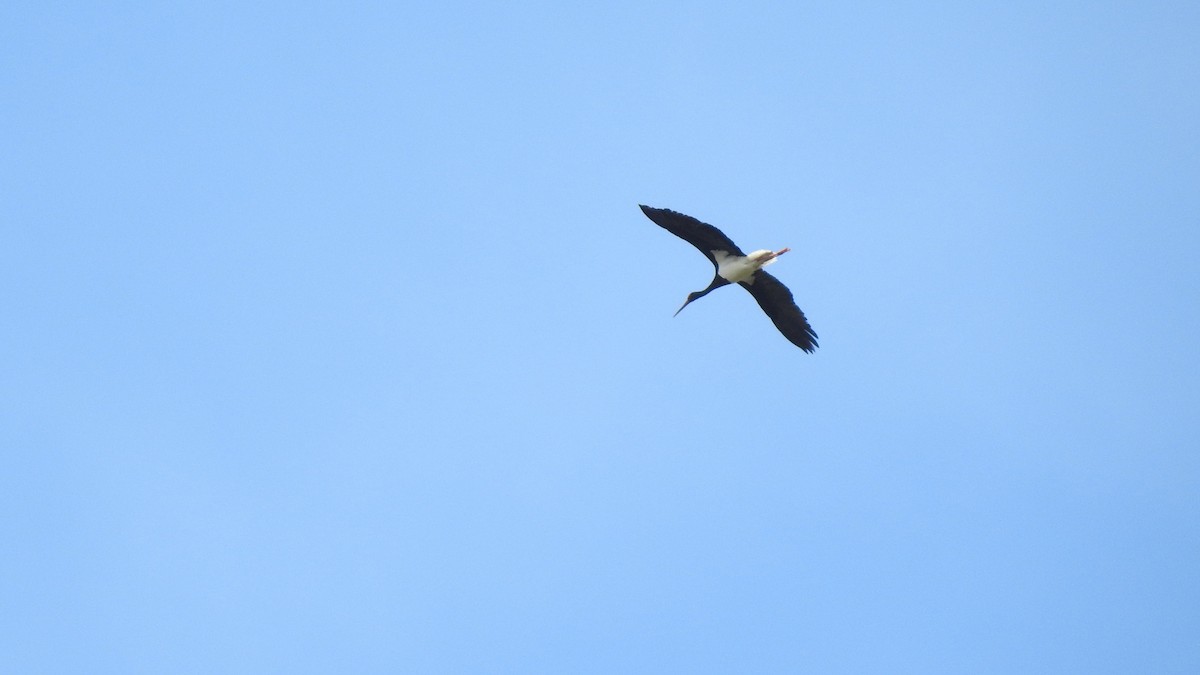 Black Stork - ML646191422