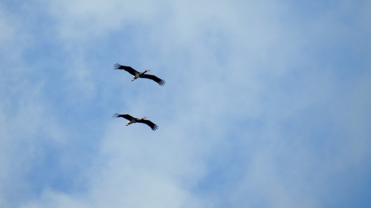 Black Stork - ML646191423