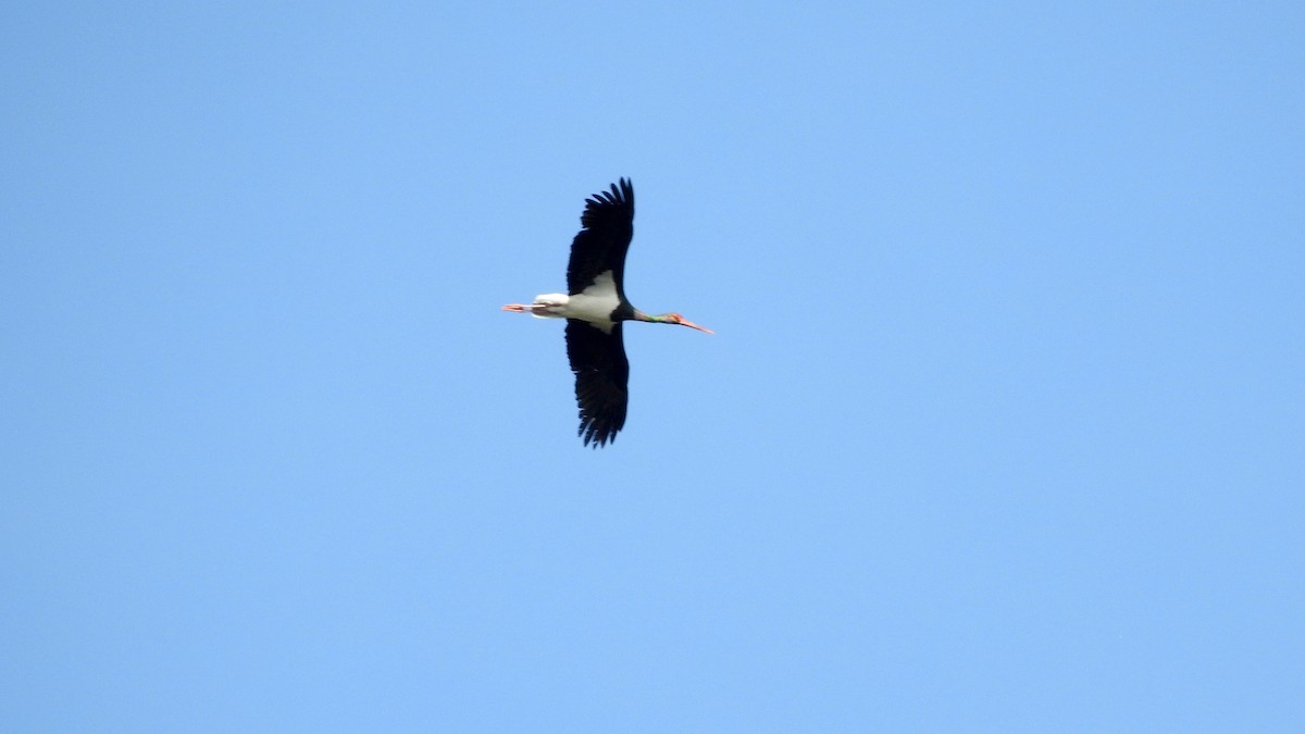 Black Stork - ML646191425