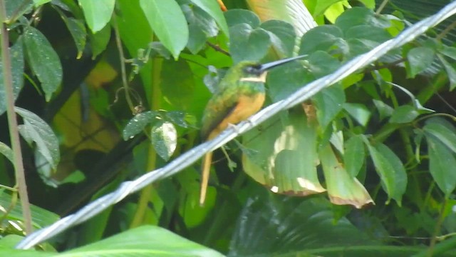 Rufous-tailed Jacamar - ML646191437