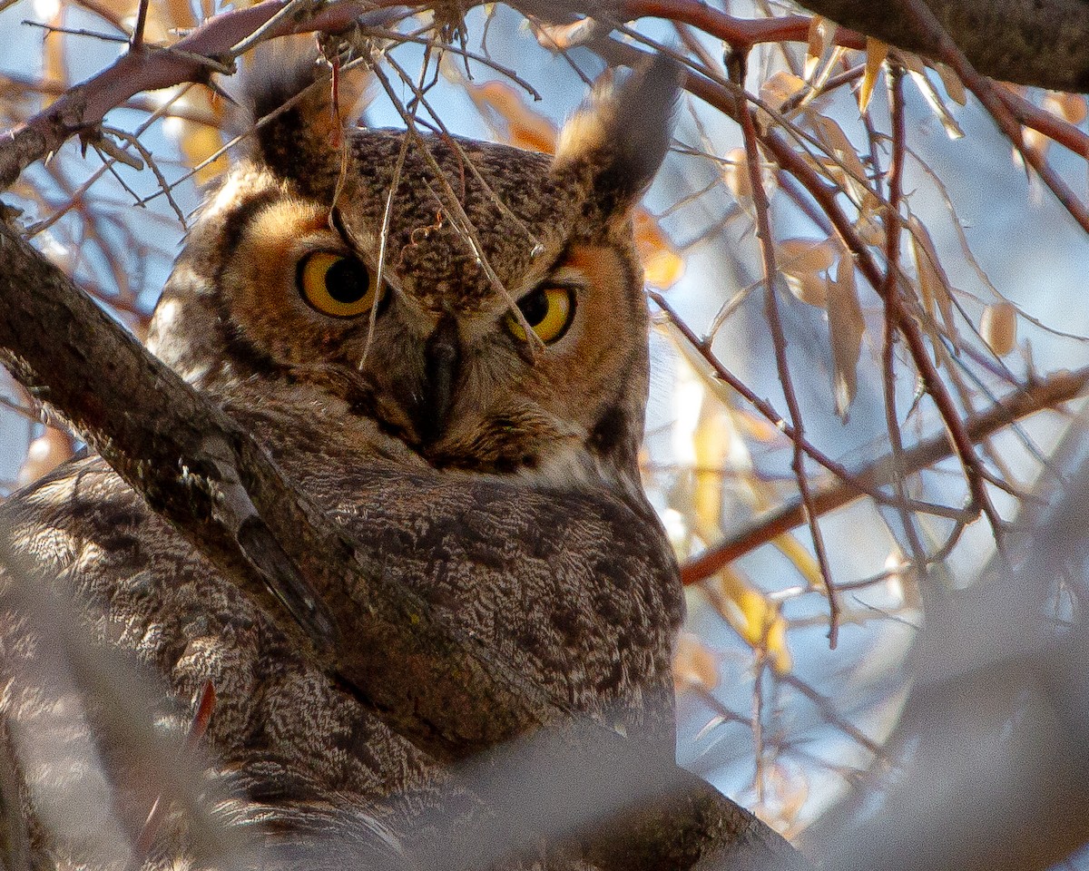 Great Horned Owl - ML646191440