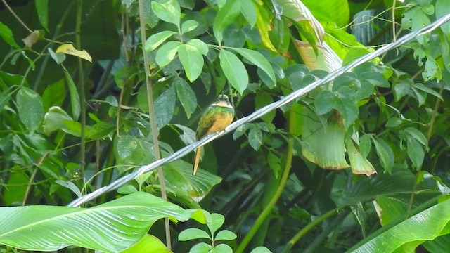 Rufous-tailed Jacamar - ML646191448