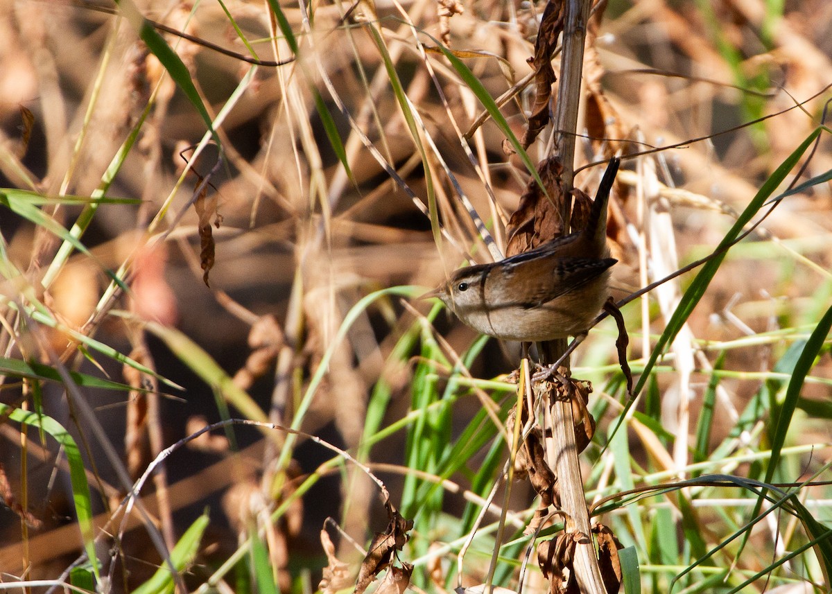 Marsh Wren - ML646191449