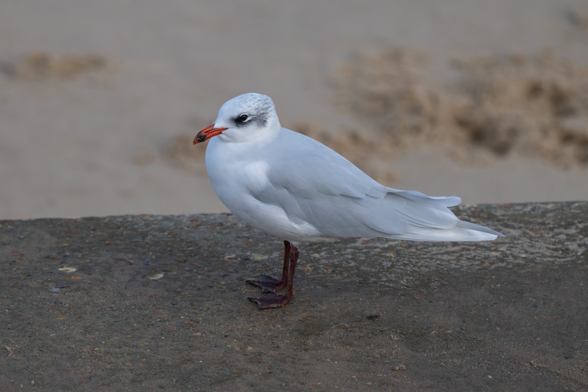 Mediterranean Gull - ML646191452