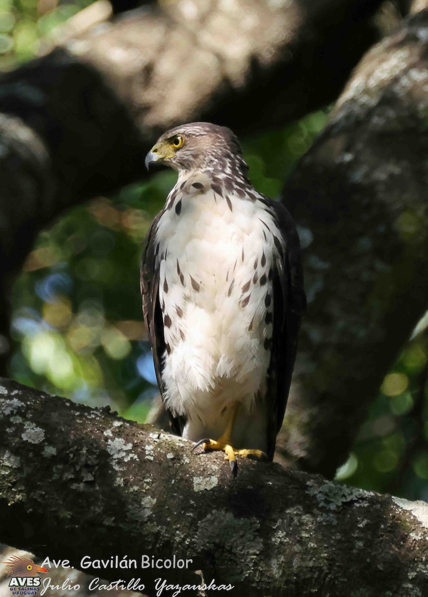 Двуцветный ястреб - ML646191456