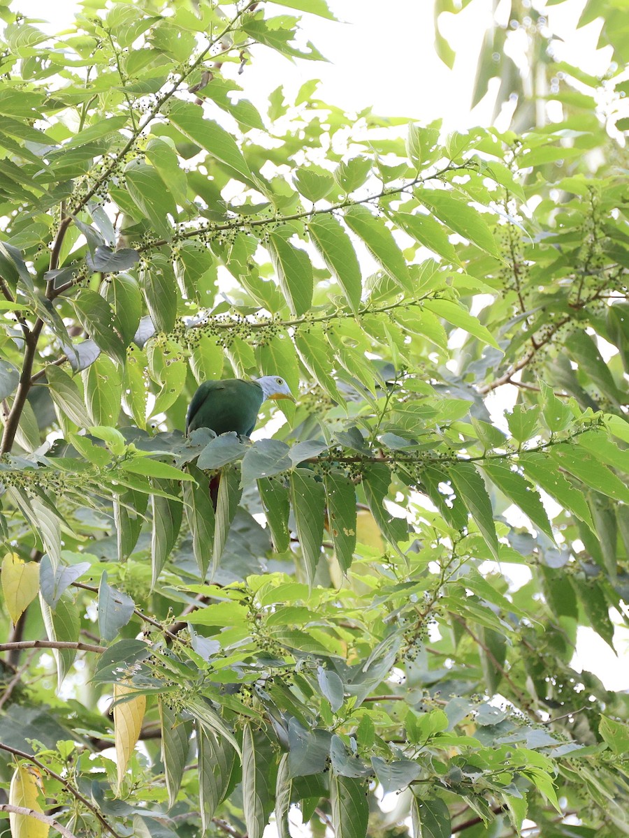 Black-naped Fruit-Dove - ML646191461