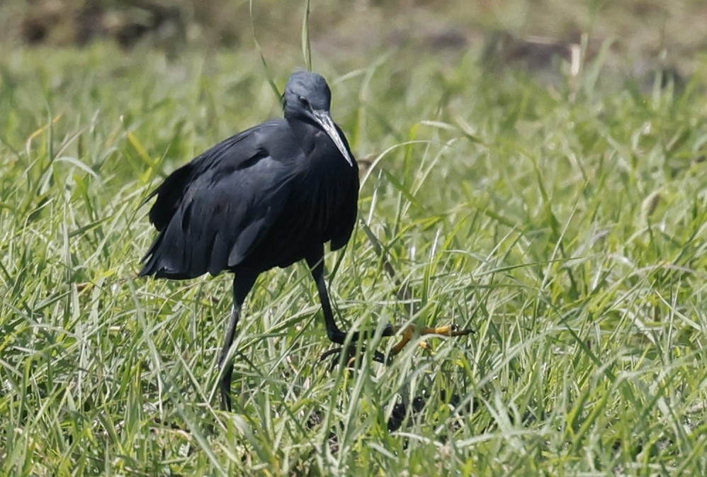 Black Heron - ML646191463