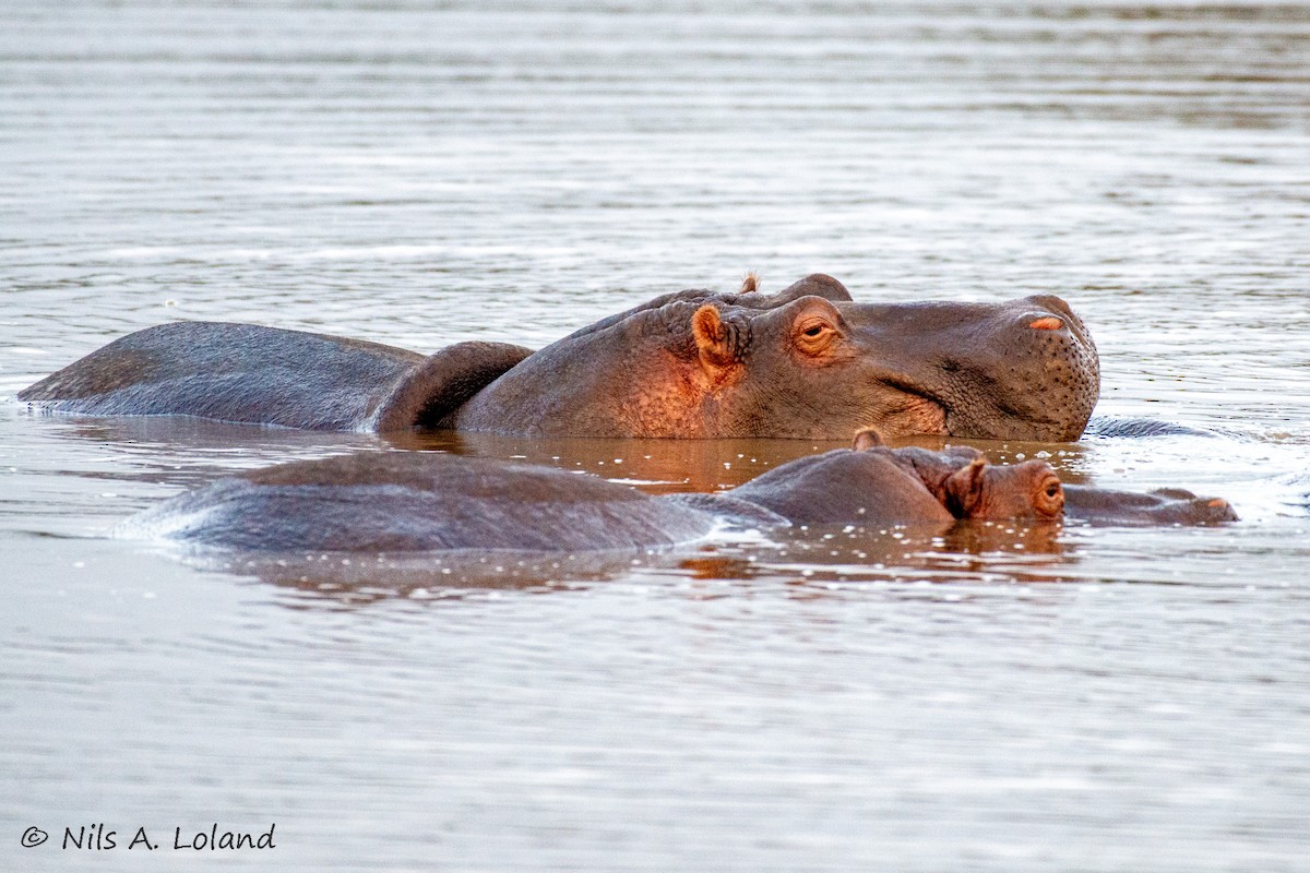 河馬 - ML646191465