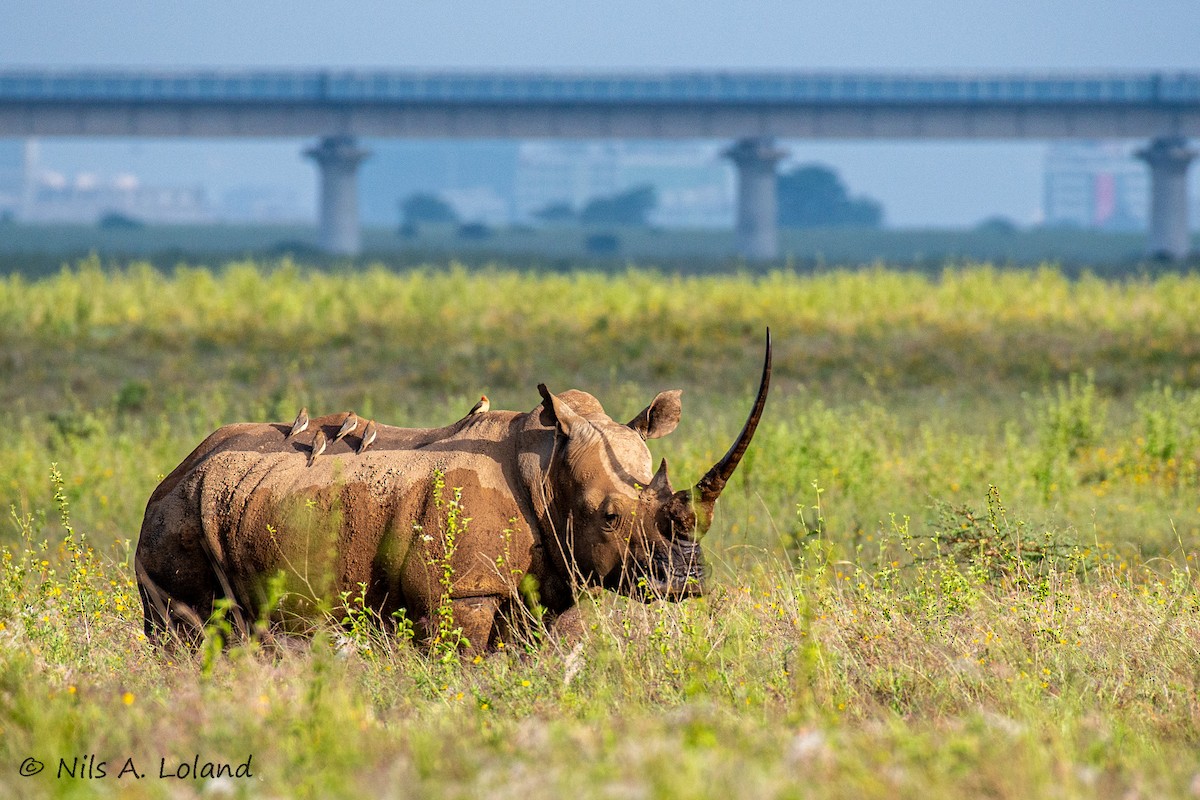 白犀牛 - ML646191466