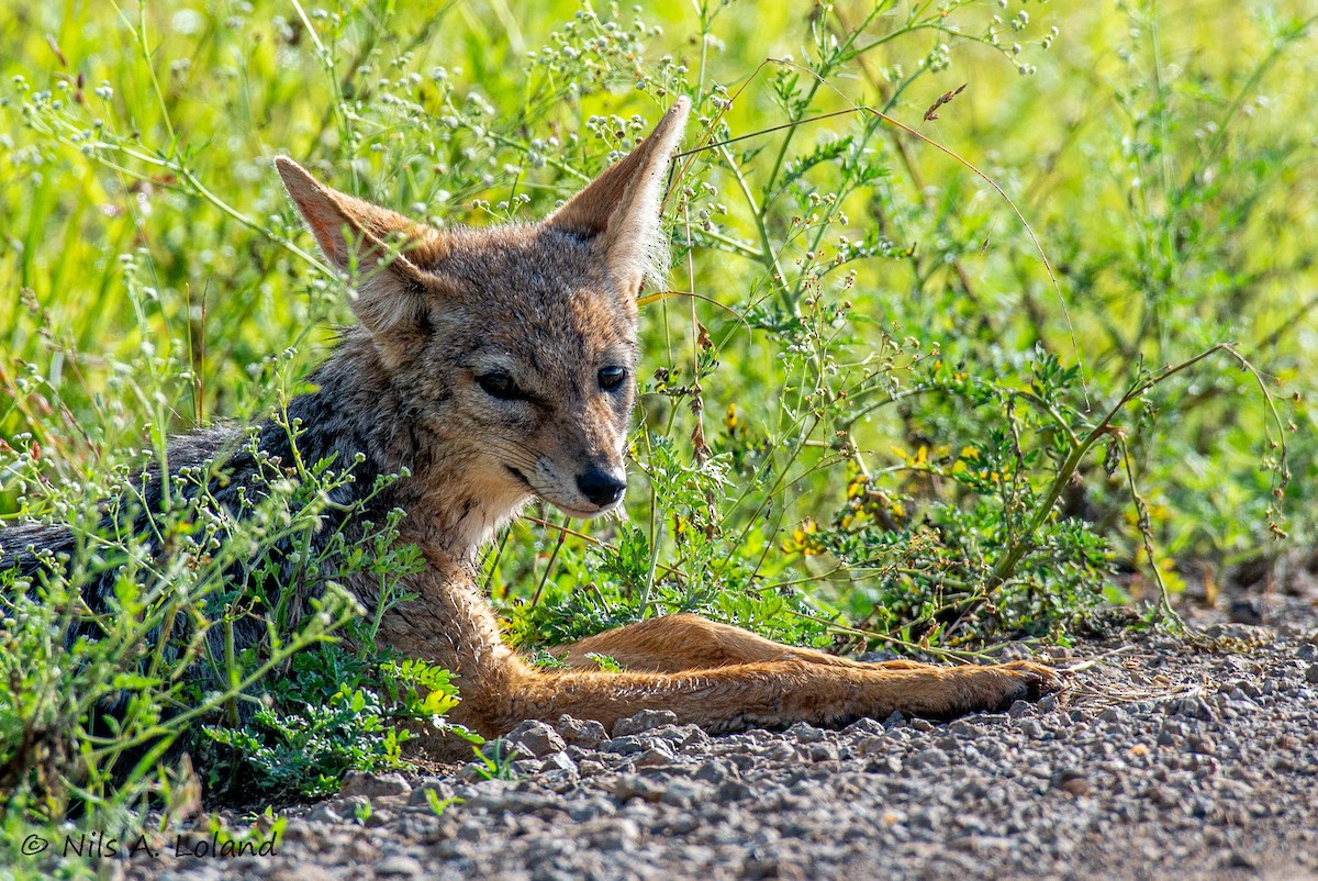 黑背胡狼 - ML646191469