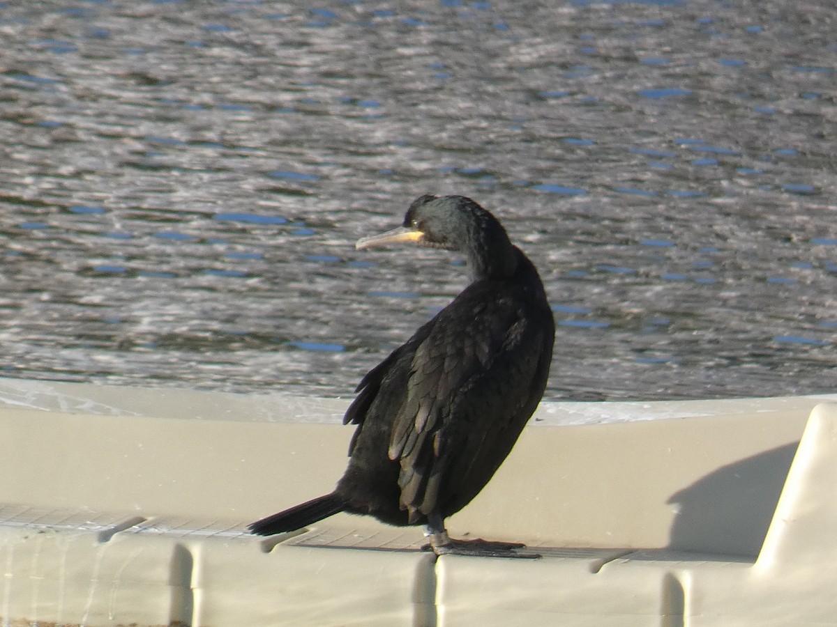 European Shag - ML646191492