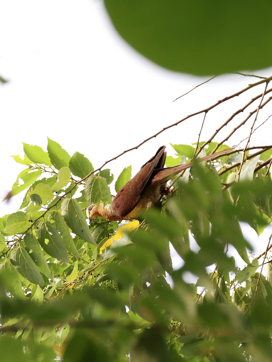 Sultan's Cuckoo-Dove - ML646191499