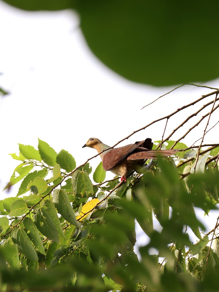 Sultan's Cuckoo-Dove - ML646191501