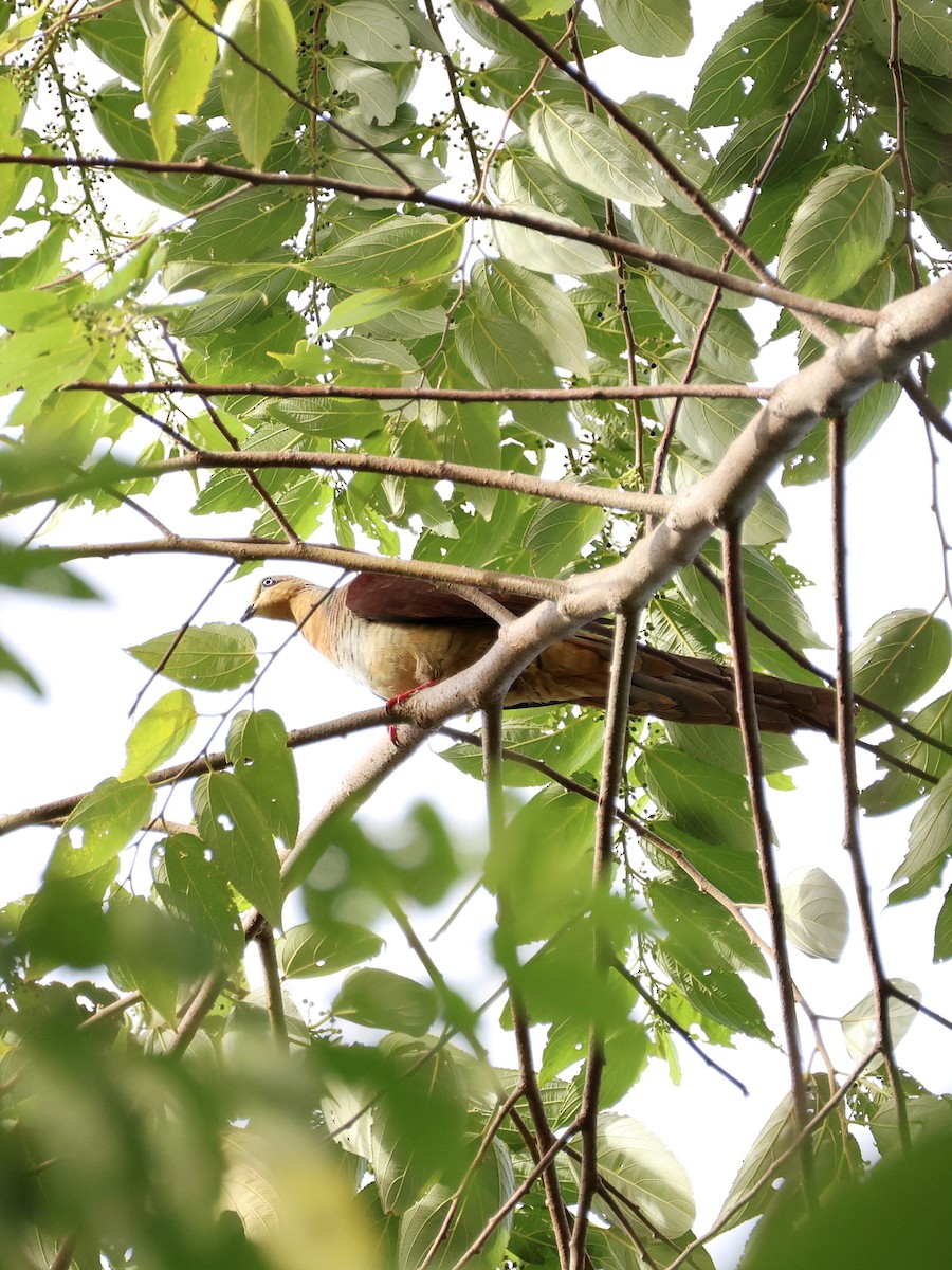 Sultan's Cuckoo-Dove - ML646191504