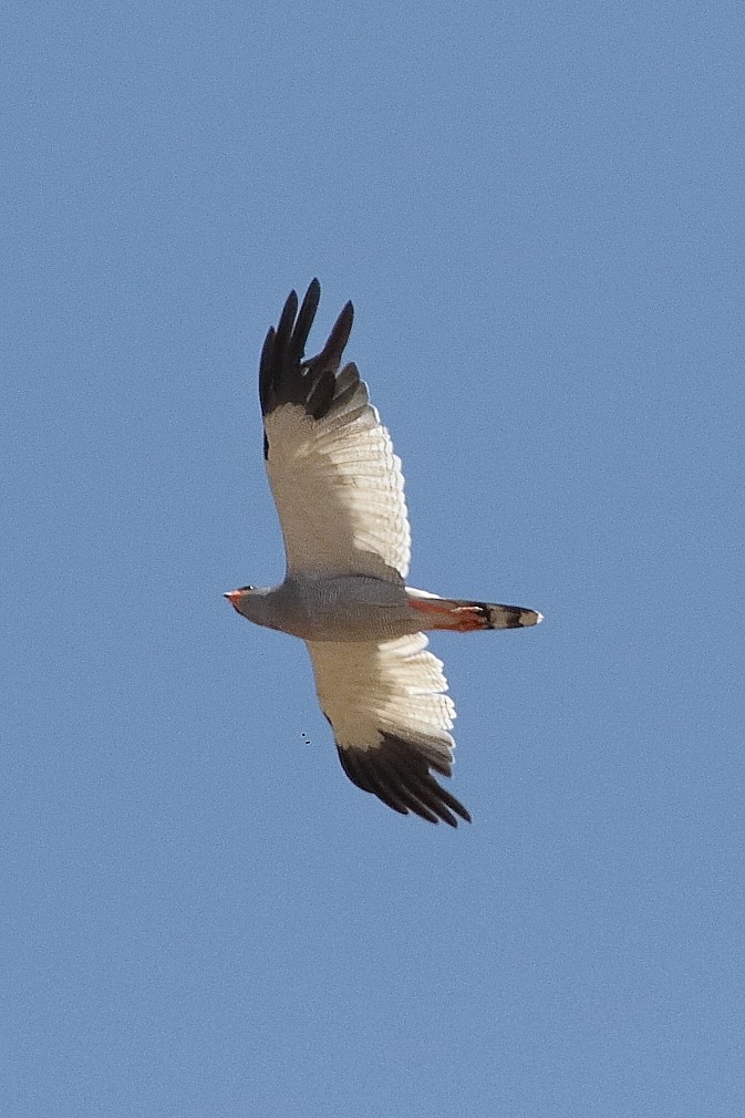 Pale Chanting-Goshawk - ML646191511