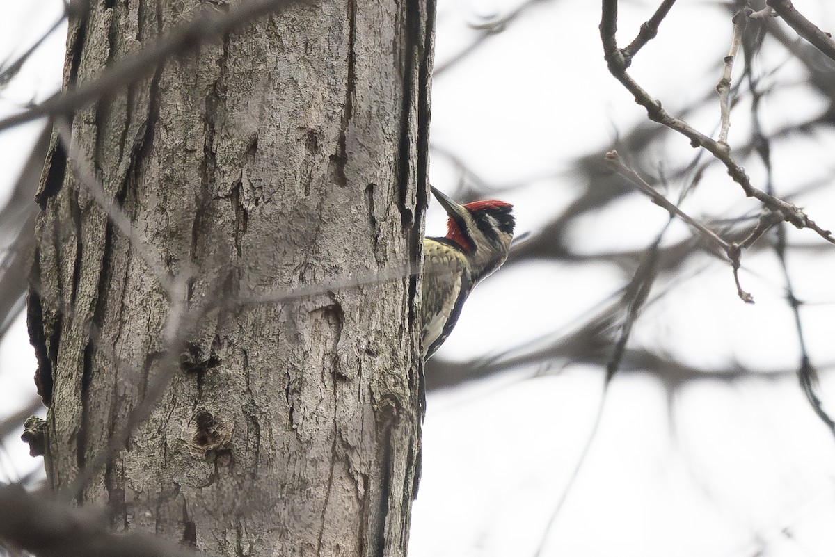 Yellow-bellied Sapsucker - ML646191517