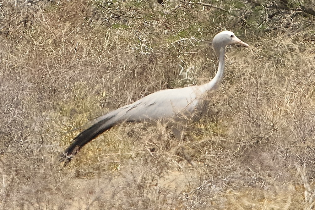 Blue Crane - ML646191523