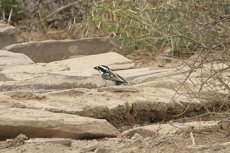 Pied Barbet - ML646191535