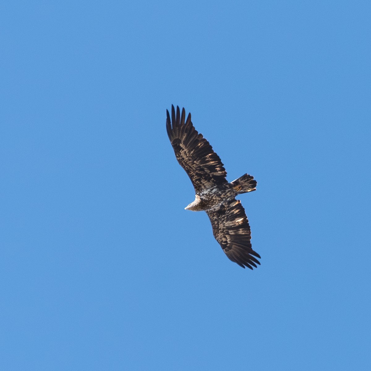 Орлан білоголовий - ML646191537