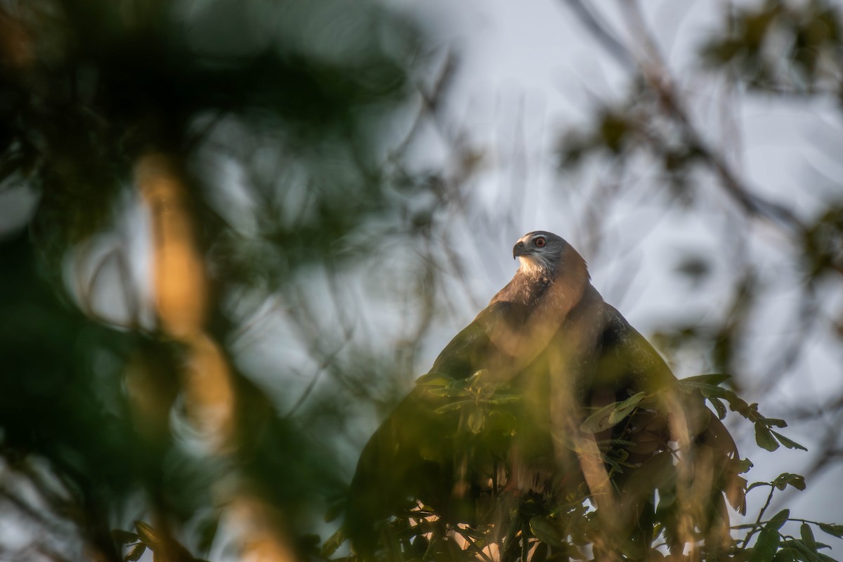 káně dlouhonohá - ML646191538