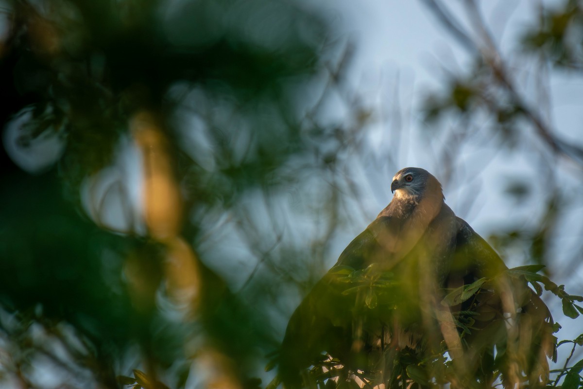 káně dlouhonohá - ML646191541